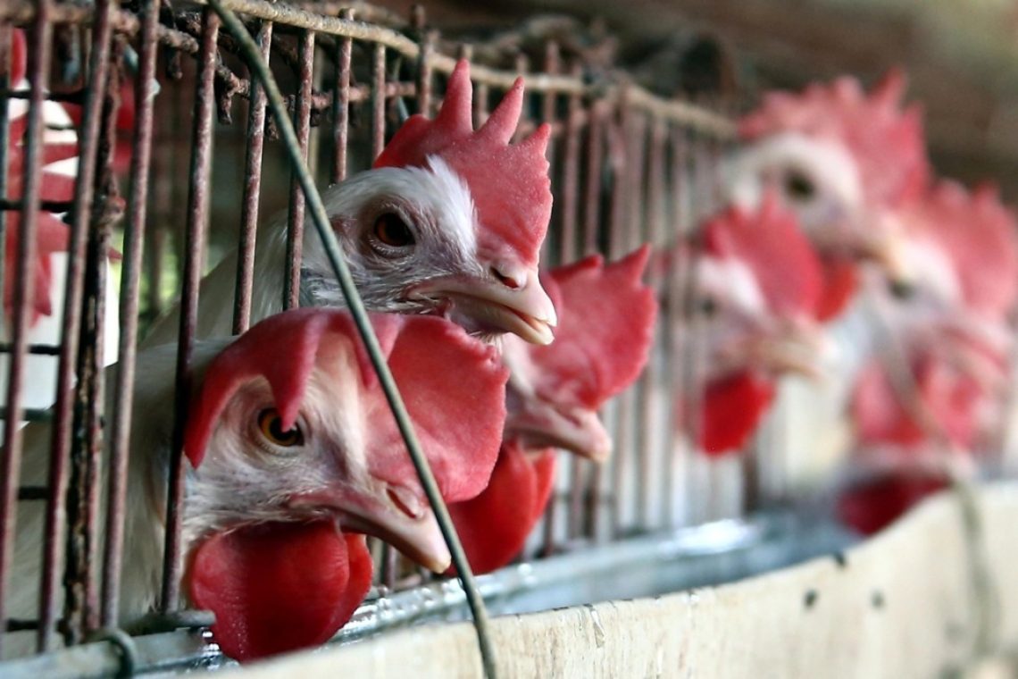 TV Slovenija razkrila nehigienske razmere na eni od farm kokoši nesnic