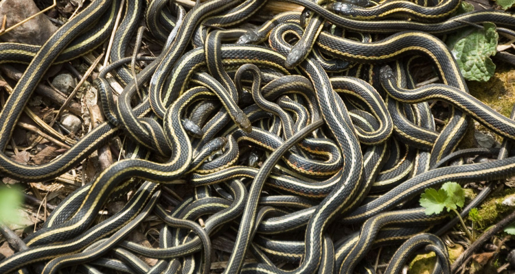 Evolucija med strupi in preživetjem