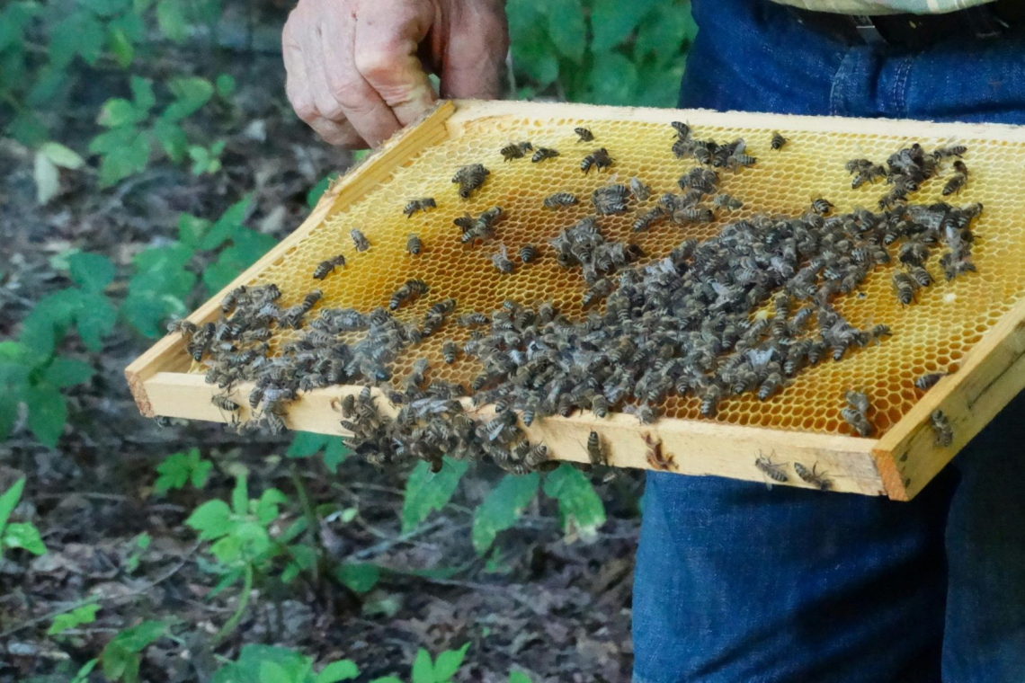 Let it BEE: nov čezmejni apituristični projekt pod okriljem občine Krško